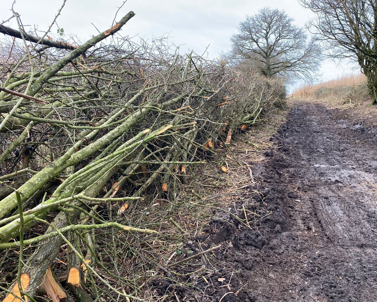 Whilst half the team were coppicing & rough hedgelaying in Whiteley for Dormice, the rest of the team were rough hedgelaying & clearing encroaching vegetation to improve access on this footpath & bridleway near Chieveley for @WestBerkshire.
Thanks for having us @Roamingthepaths.