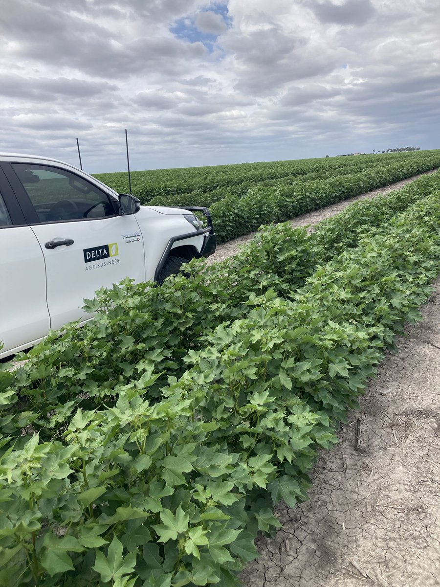 Michael Josh tweet media