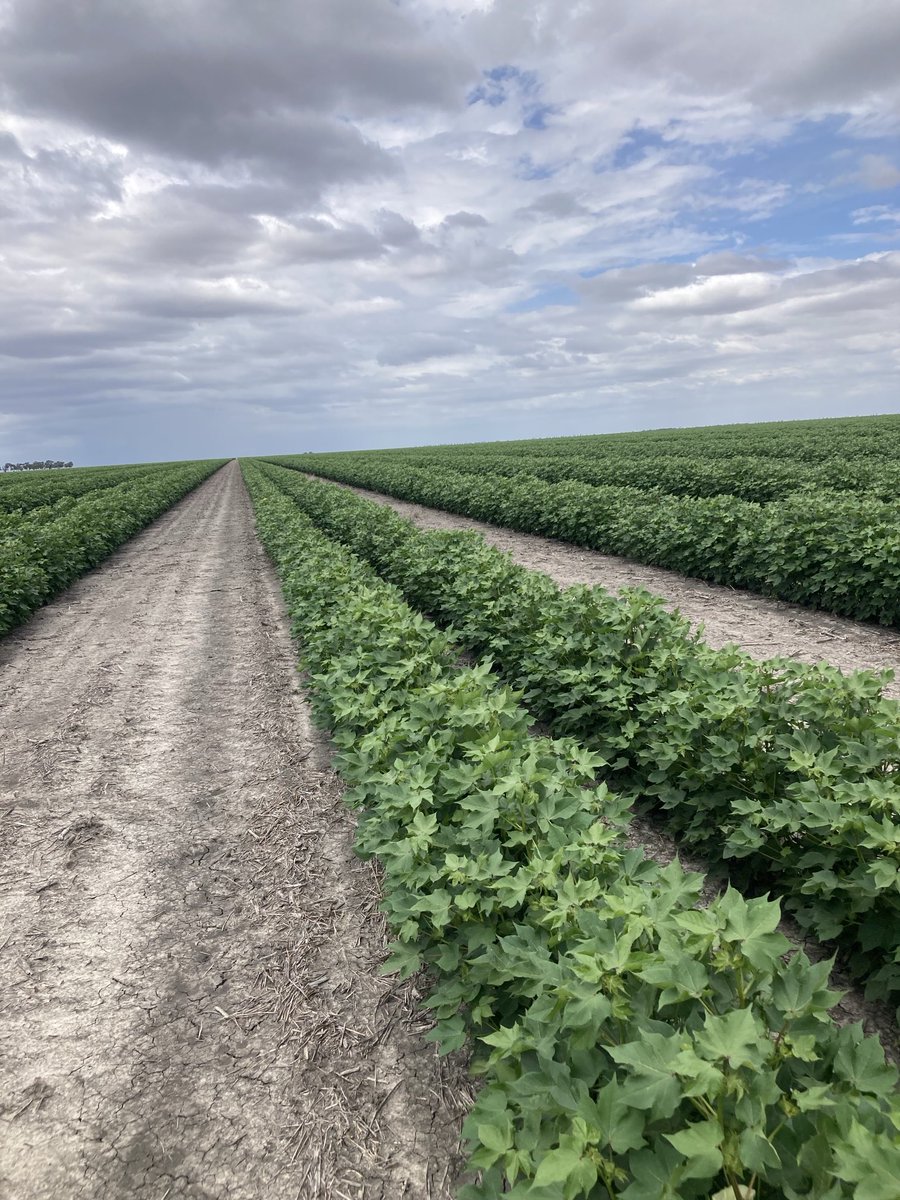 Michael Josh tweet media