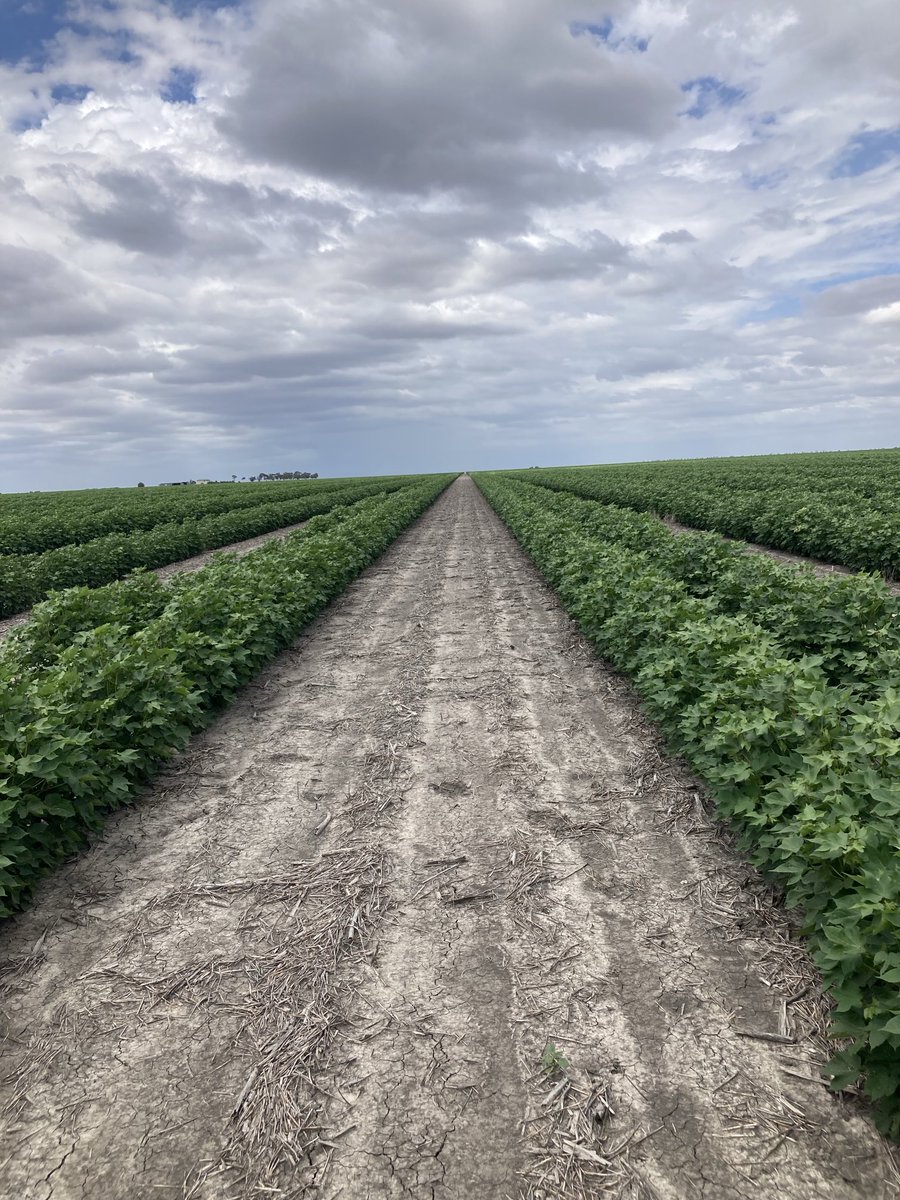 Michael Josh tweet media