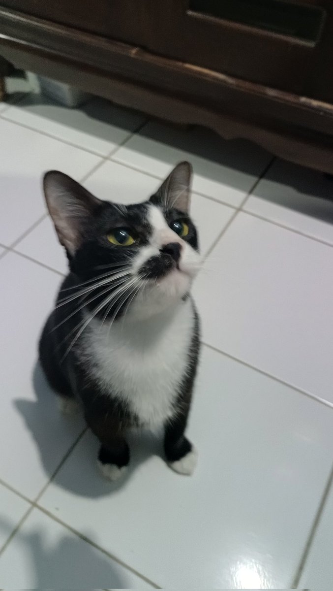 ADEK MYL LUCUK BGT... kyk kunti bogels😫🫵