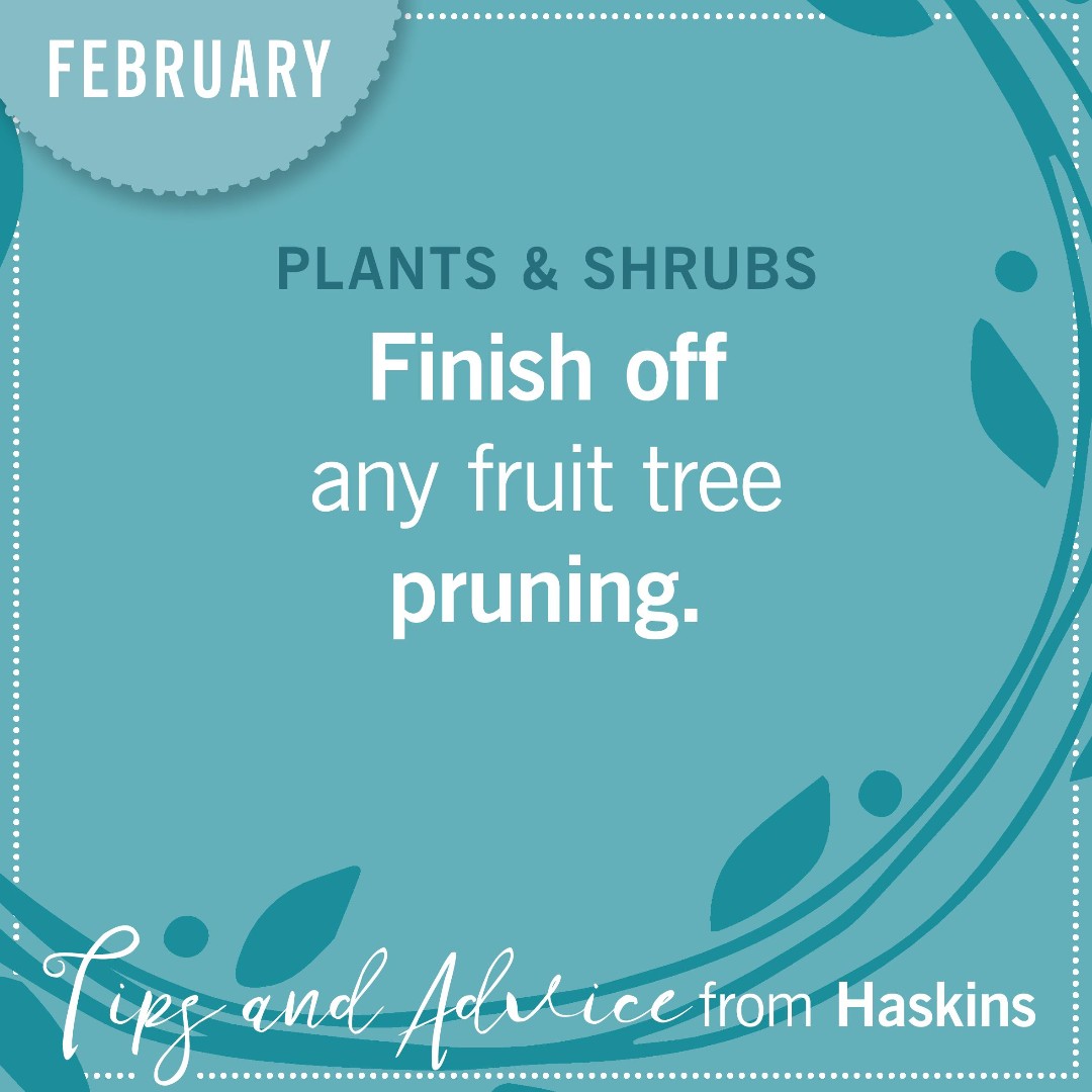 February is traditionally the last month to finish off fruit tree pruning before spring arrives!

It's also a good month to add a balanced feed to fruit trees before their blossom comes out 🌸🌸🌸

#Haskins #HaskinsHintandTips #prepareforspring
