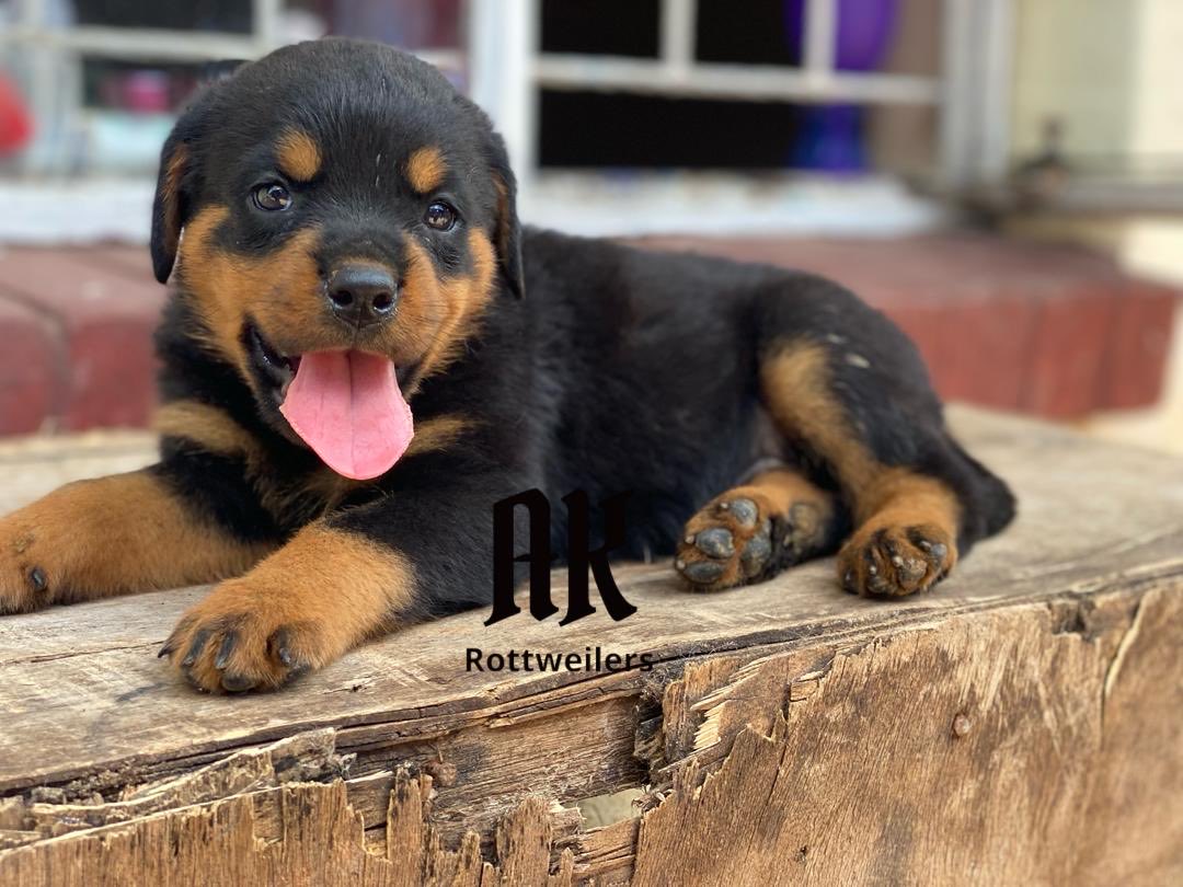 AkRottweilers's tweet photo. We named home Dragon and what would you be your suggestions? #Akrotties https://t.co/8Z2CLfv3D1