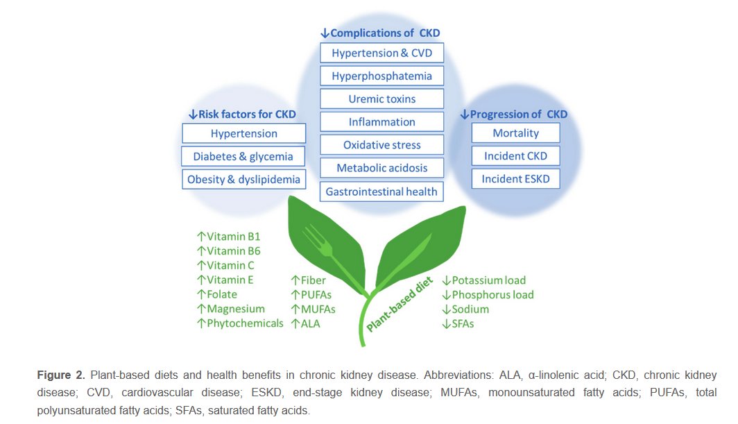 Encyclopedia-pub: Vegetarian Diets and Chronic Kidney Disease Complications, by Yoko Narasaki,  Kalantar-Zadeh, <a href="/ConnieMRhee/">Connie Rhee</a>, et al. @EncyclopediaMD1
Access link: encyclopedia.pub/entry/54785
#Nutrition #Dietetics