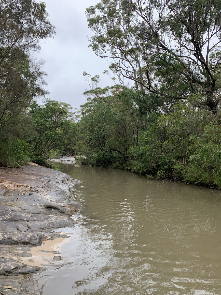 DrFarshid_'s tweet image. After a good rain last night water start flowing with high speed in this small river. If we take care of our soil it will absorb water from these quick rains and release it slowly which has tremendous benefits for our natural environment. 

Be kind to our planet!