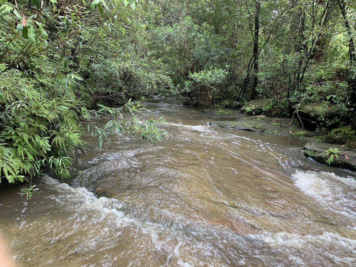 DrFarshid_'s tweet image. After a good rain last night water start flowing with high speed in this small river. If we take care of our soil it will absorb water from these quick rains and release it slowly which has tremendous benefits for our natural environment. 

Be kind to our planet!