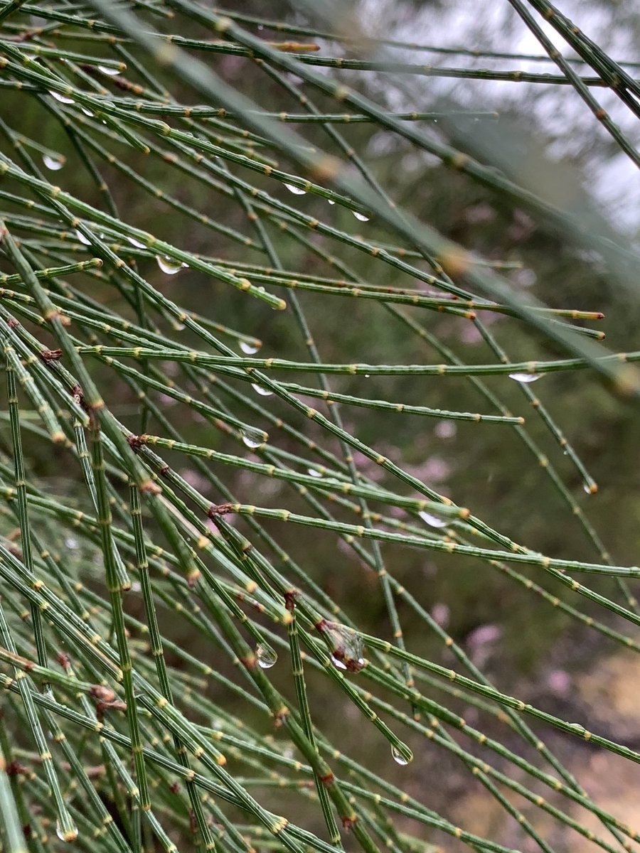 DrFarshid_'s tweet image. After a good rain last night water start flowing with high speed in this small river. If we take care of our soil it will absorb water from these quick rains and release it slowly which has tremendous benefits for our natural environment. 

Be kind to our planet!