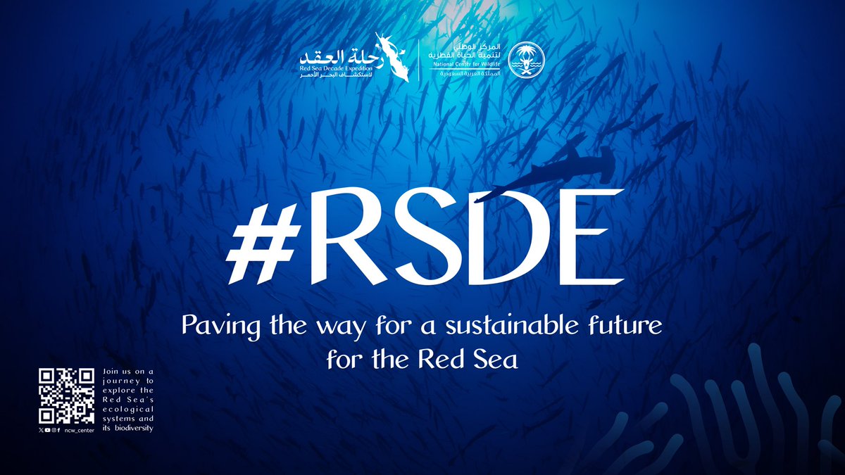 NCW_center's tweet image. Sail with us on a journey of discovery to explore the Red Sea, uncovering its  hidden secrets and marveling at its astonishing wonders and exquisite ecosystem.

#RSDE

For more, visit:
rsde.ncw.gov.sa