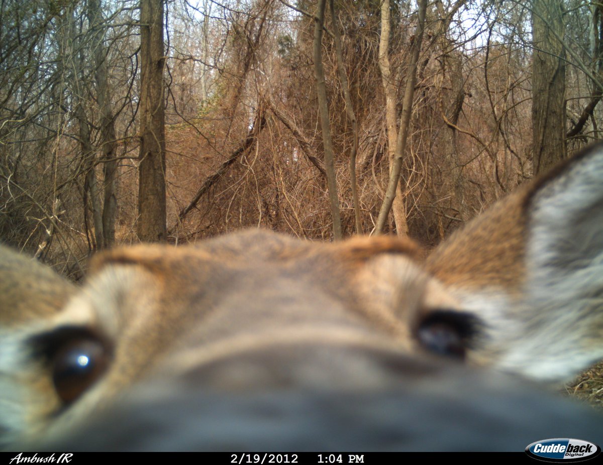 trailcams 🌿 tweet media