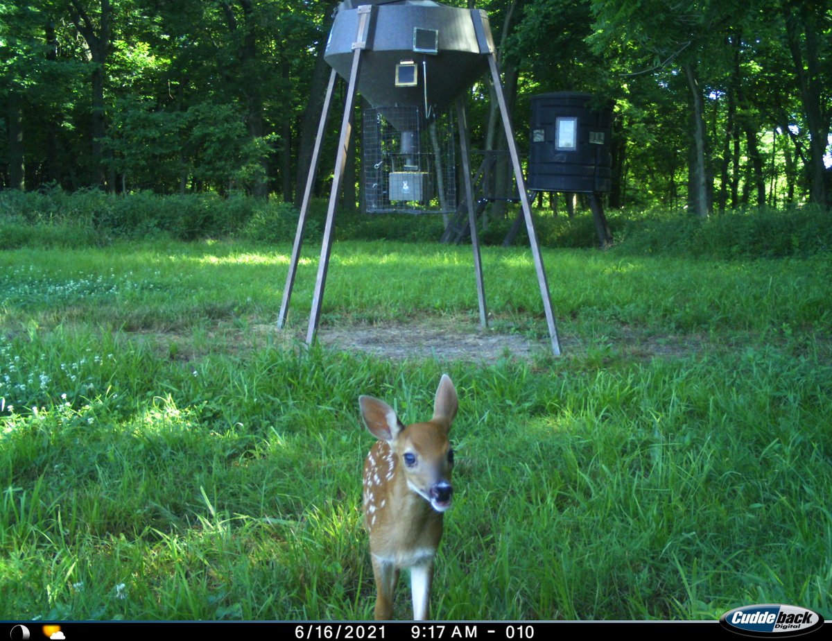 trailcams 🌿 tweet media
