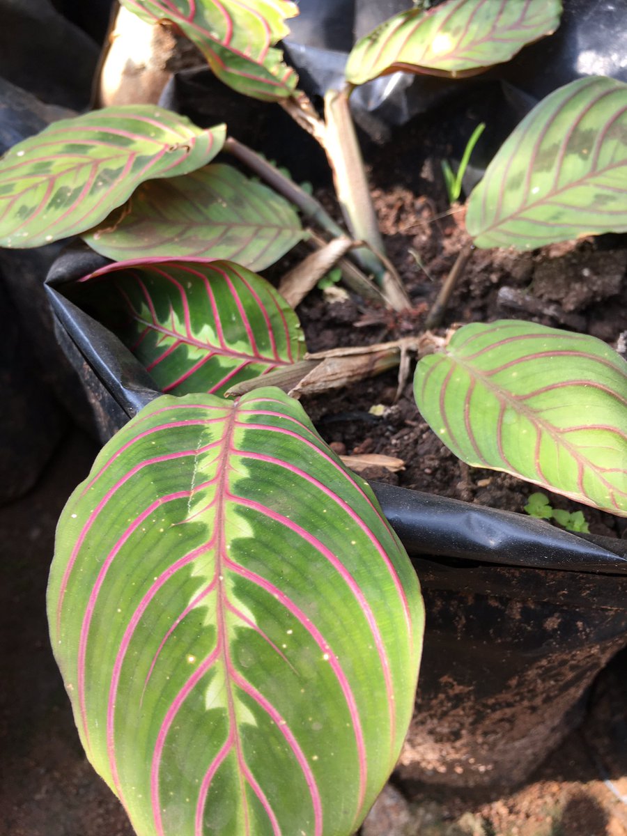 Someone knows this beautiful plant. Plant ID for us…. Give it a try without using apps.
#gardening
#uniqueplants