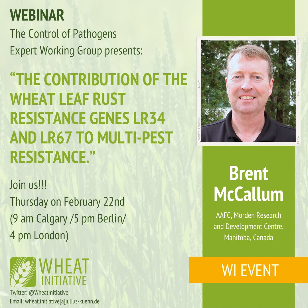 This week!!! 

New webinar of our Expert Working Group on #wheat #pathogens will be on February 22nd!

Tune in here:
👇🌾👇
wheatinitiative.org/new-events/bre……

<a href="/ReemWheat/">Reem Aboukhaddour</a>
<a href="/karchuntan/">KC 👨‍🔬🌾🍄🇦🇺</a>
<a href="/mccallum_brent/">Brent McCallum</a>