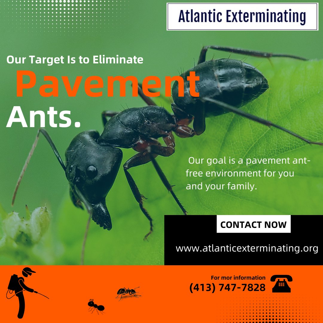 atlcpestcontrol's tweet image. Our Target Is to Eliminate Pavement Ants.

Click now at atlanticexterminating.org/ants-control-s…  to discover Atlantic Exterminating&apos;s targeted solution.

#AntFreeLiving #AtlanticExterminatingMission #PavementAntControl #TargetedSolution #TrustAtlanticExterminating