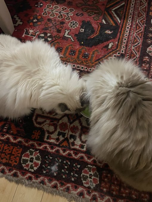 rushabilityet's tweet photo. Cats always have the best arguments and win all the debates: 

Second breakfast. https://t.co/WNiXqiOkmC