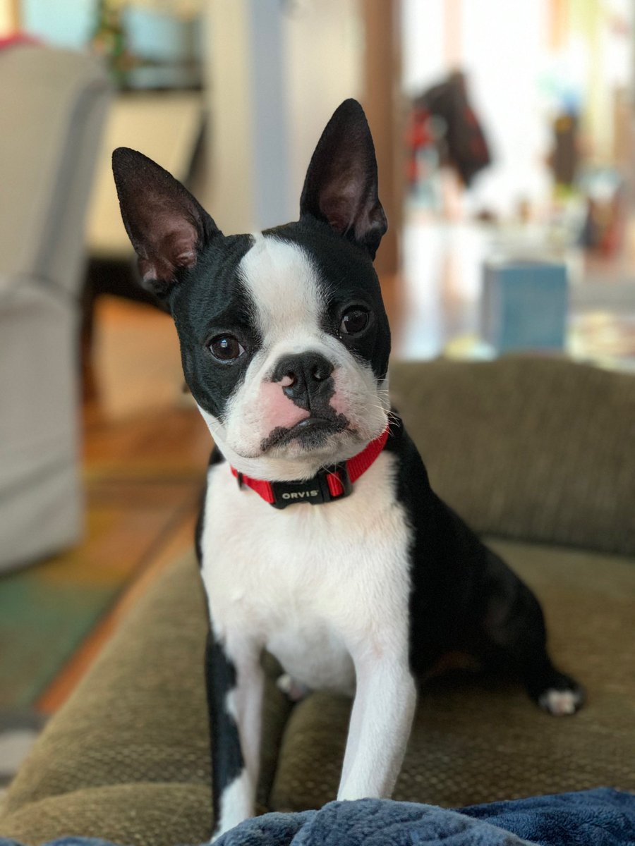 JMALTHOFF's tweet photo. @KwikTrip Meet Mr. Gizmo https://t.co/hw61BPVdiP