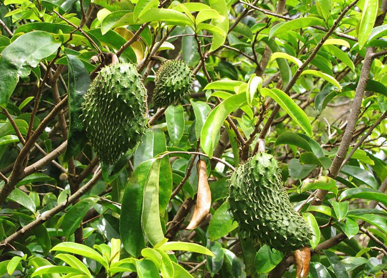 I just heard King Charles III is suffering from Prostate cancer. 

This is a small condition that corn silk and soursop leaves can cure in just three months. Nature heals. 

#BackToEden