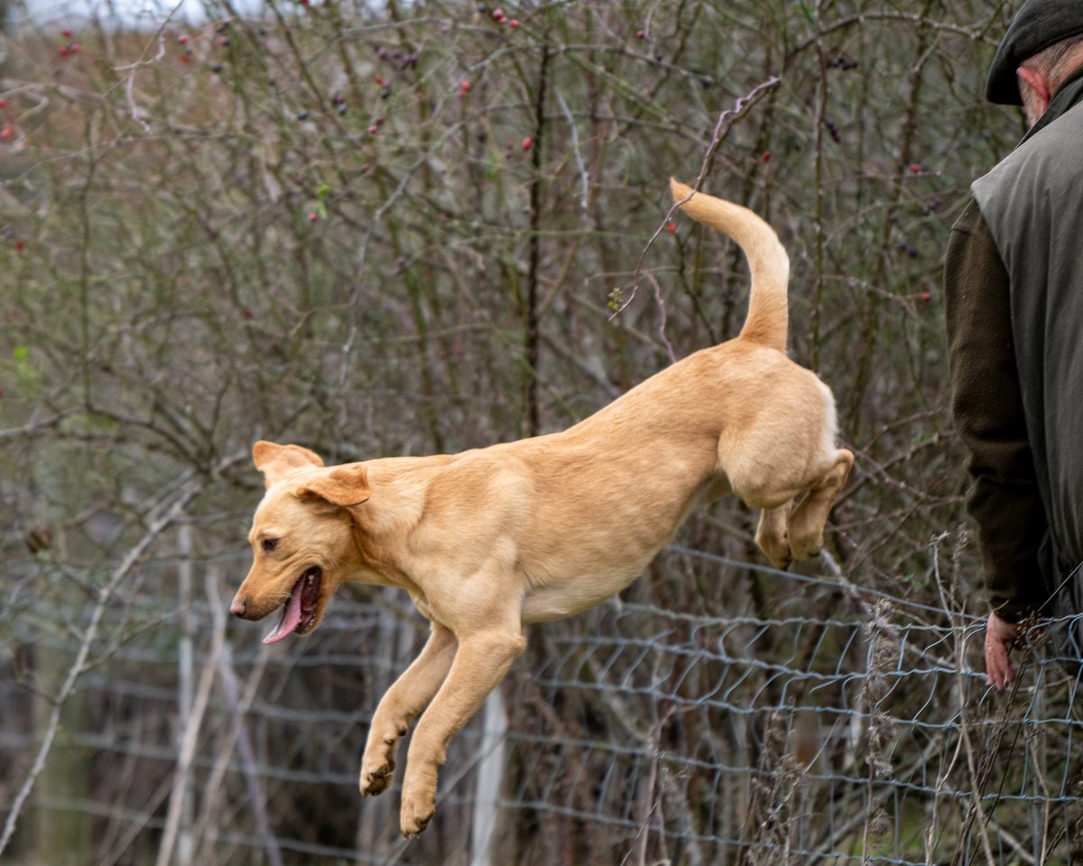 lurcherwork's tweet photo. #gameshooting #pheasantshooting #gundog #beatersday #gamekeeper https://t.co/nb25I1FNrt