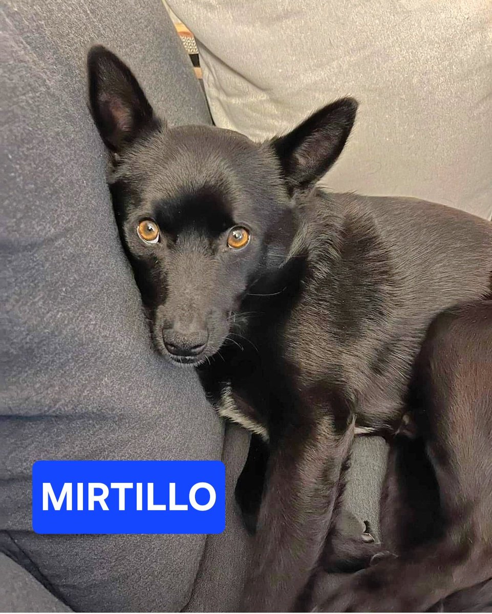 Mirtillo è stato adottato a Natale e poi riportato indietro come quei regali che puoi cambiare se non ti piacciono. È un cagnolino adorabile, va d'accordo con tutti, sa andare al guinzaglio e sa vivere in casa. Castrato, 2 anni. Marche, adozione anche centro nord. wa 3313428766