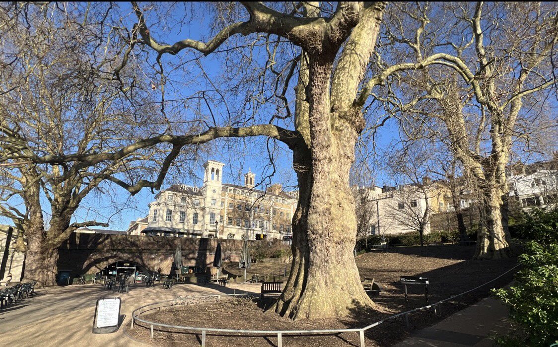 TiCLme's tweet photo. @LDN_environment @Londonist @openplaques @gauchogroup @Team4Nature @keeper_of_books @UrbanTreeFest @ArbAssociation @johntree1981 @GreenGymPenge @AncientTreesATF @ThamesPathNT @LBRUT @LTOA33 @richmondsociety @GetOutKids @walkngclasshero @RichmondRambler @LondonLEEF @a3minutewonder @mathilebrandts @nspugh @OutdoorFox @JustPlaneNews #thicktrunktuesday
Not one, but three, thick trunks for you this week
The guardians of Richmond Bridge
London #planetrees in #BridgeHouseGardens
@LBRUT @richmondsociety @RichmondRambler @ThamesPathNT @habsandheritage @LTOA33 @ArbAssociation @arborsmarty @Team4Nature https://t.co/kxil5tb1TL
