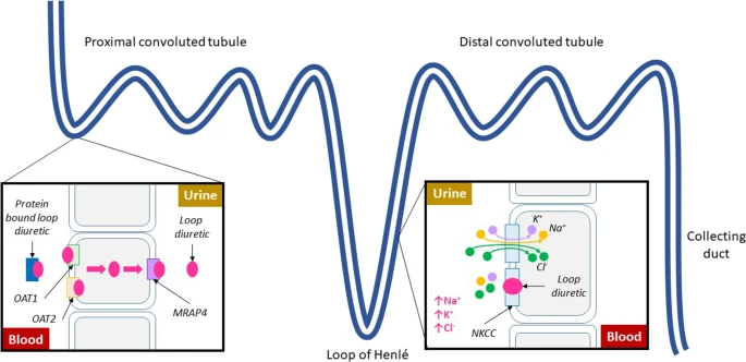 Tratamiento diurético en pacientes con insuficiencia cardíaca: evidencia actual y direcciones futuras - Parte I: Diuréticos de asa Via Current Heart Failure Reports ⚓️bit.ly/42BmXyr @torresviera @chemachir