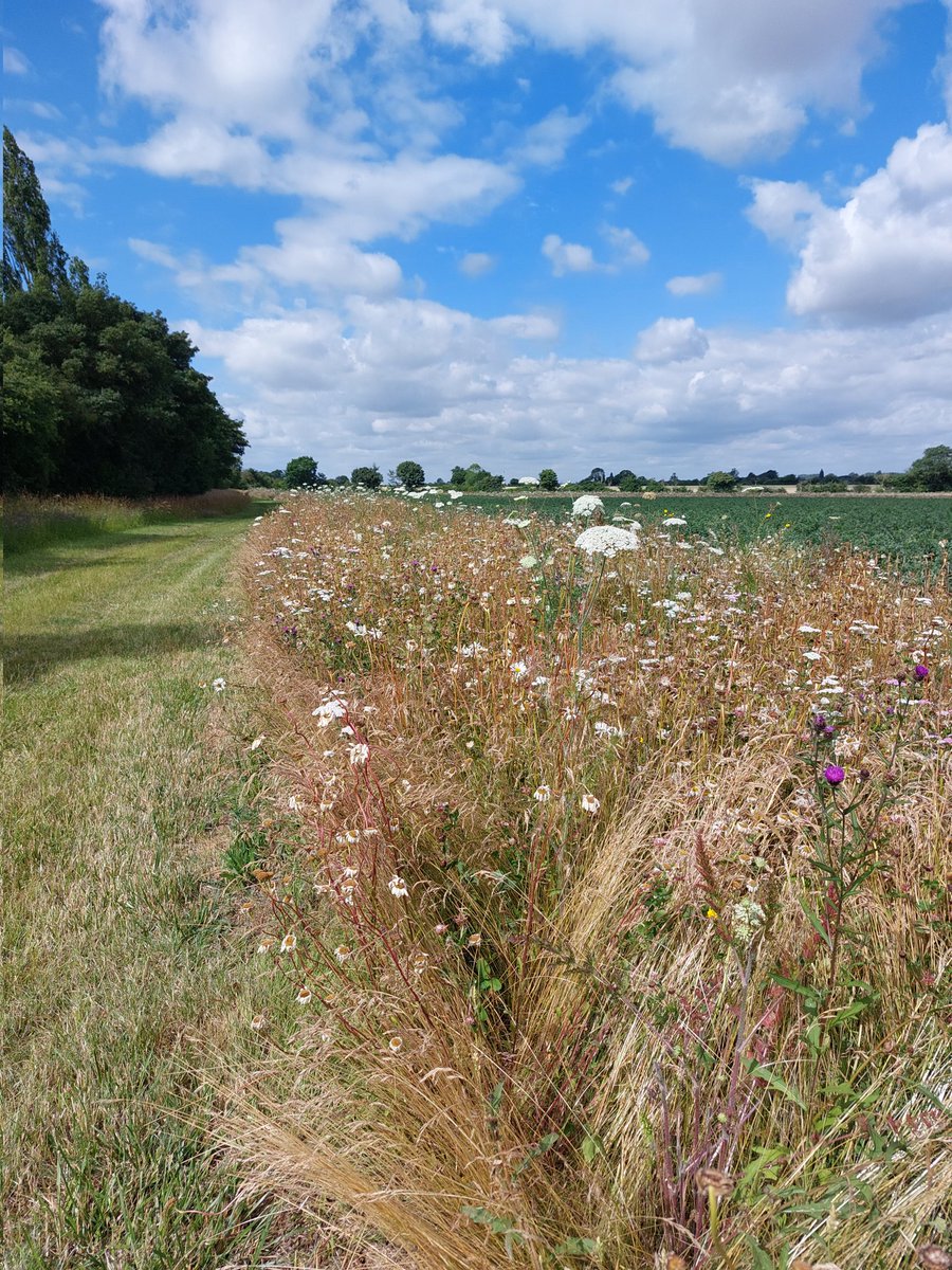 TrooperSnooks's tweet photo. Wish @EdNesling and I luck. We are off to the Smoke. His excellent wildlife rich farm #FleaBarn is in the running for a Purdey Award. What he has achieved there- by managing his hedges, edges, wetlands and woods well - is a template all could and (imo) should follow. #Suffolk https://t.co/v9ZXzwREbN