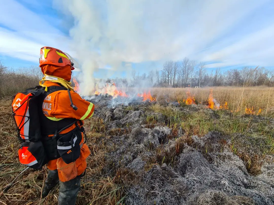 The spring-fed peat bogs between Codroipo & Palmanova (Udine) are a jewel in the biodiversity crown of @regioneFVGit but threatened by invasive scrub, esp. Alder Buckthorn. This weekend, (as in 2022 & 2023), with no wind & dry conditions, the Region's Biodiversity Service, 1/x