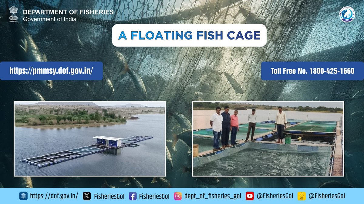 #Cage_Culture successfully established by Mr. Sanket Shivajirao More of Aatpadi, #Maharashtra  supported by #PMMSY
#Fisheries