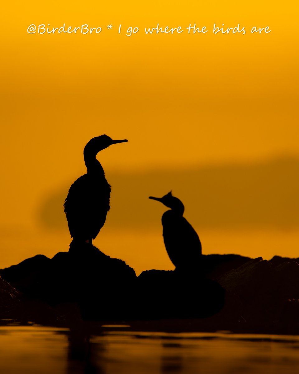BirderBro's tweet image. Happy #TwosDay everyone👋🥰
QRP🔄w/ ur📸of any TWO #birds or other #animals, or drop in comments⬇️
Be sure to include the#⃣!

2⃣ European Shags (a kind of small cormorant) kick it off👇
~~
#photographychallenge #birdphotography #wildlifephotography #naturephotography #BirdTwitter