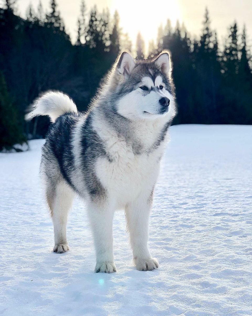 хаһан эмит маламуттаныам! красавчик батта олох😍