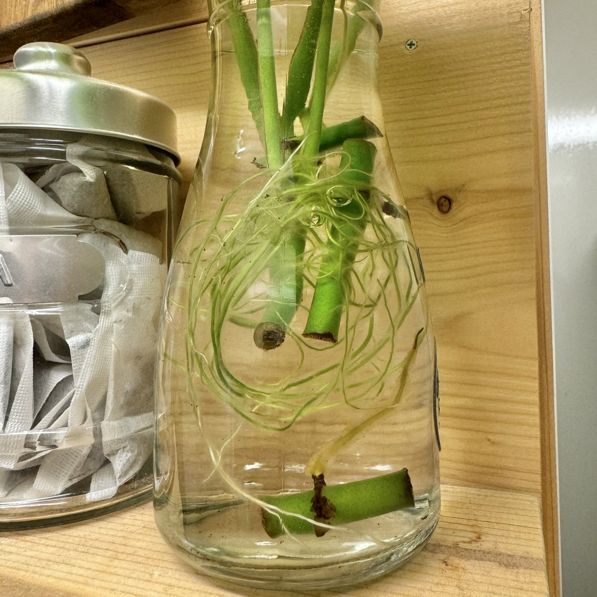 tunneltaro's tweet photo. 水挿しヒメモンステラ、葉は少し弱ってますが、根は元気で新芽もでます。

#ヒメモンステラ #姫モンステラ #モンステラ #水挿し #rhaphidophoratetrasperma #windowleef #windowleef #monstera #観葉植物 #foliageplant #houseplants #greenplants #indoorplants #観葉植物のある暮らし https://t.co/7Fgz130HK8
