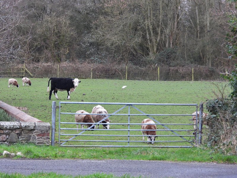 A morning search of New Passage with @andystockhausen2 produced the usual birds on the saltmarsh and wetland plus the first Cattle Egret of the year in a tiny field next to the Zion chapel in New Passage Road. 103 species so far for the combined patch year list.