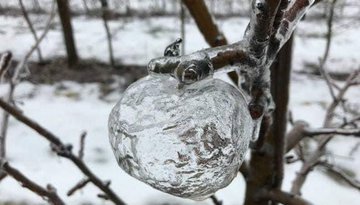 Rainmaker1973's tweet photo. "Ghost Apples" are a phenomenon happening when freezing rain coats rotting apples before they fall.

When the rotting apple becomes mushy, it falls out of the bottom leaving its icy shell behind.

These ghost apples were spotted in Michigan.

[📸 Andrew Sietsema] https://t.co/0MVS2YA7UM