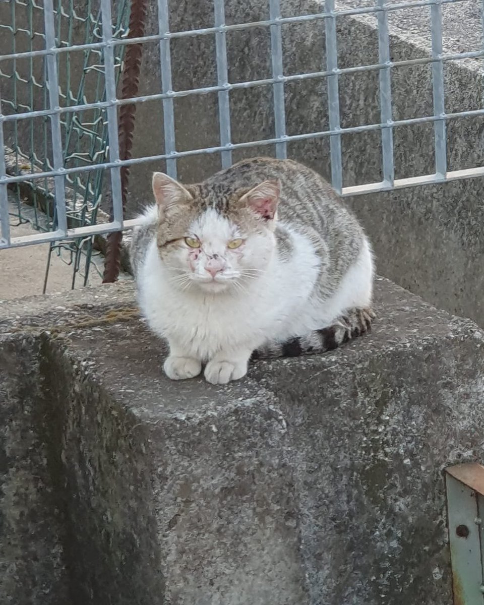 OipaTreviso's tweet photo. seguire #coloniefeline è difficile e costoso qui l'ultima #emergenza👉 https://t.co/qJWemwtxGb #gatti #protezioneanimali #gatto #Caturday #Veneto #adozionegatti #cercacasa #Treviso #trovatelli #cercafamiglia #GoFundMe #adozionidelcuore #stalli #sos 👉 https://t.co/0MtxG1ZasE https://t.co/MFnznLuKA5