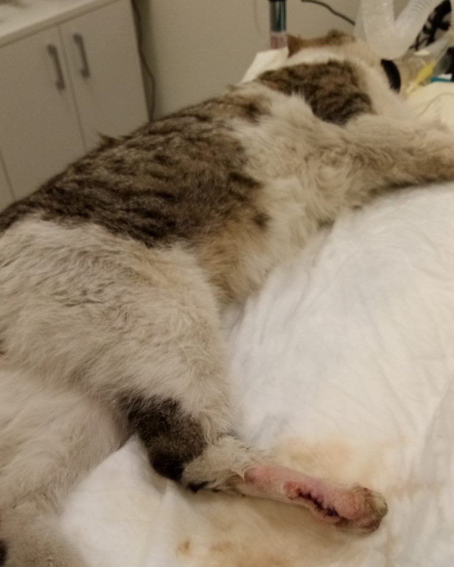 OipaTreviso's tweet photo. seguire #coloniefeline è difficile e costoso qui l'ultima #emergenza👉 https://t.co/qJWemwtxGb #gatti #protezioneanimali #gatto #Caturday #Veneto #adozionegatti #cercacasa #Treviso #trovatelli #cercafamiglia #GoFundMe #adozionidelcuore #stalli #sos 👉 https://t.co/0MtxG1ZasE https://t.co/MFnznLuKA5