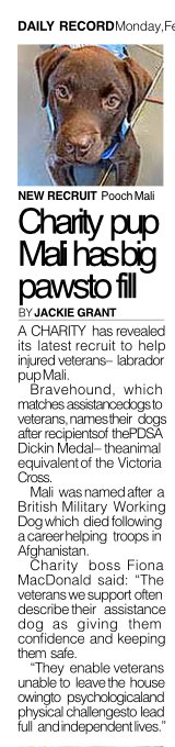 Read about our newest recruit, puppy Mali, in @Daily_Record. She is named after a @PDSA_HQ Dickin Medal Winner, who was a boy, and and saved the lives of soldiers in Afghanistan as a British Military Working Dog. @MWD_News #veterans #dogs