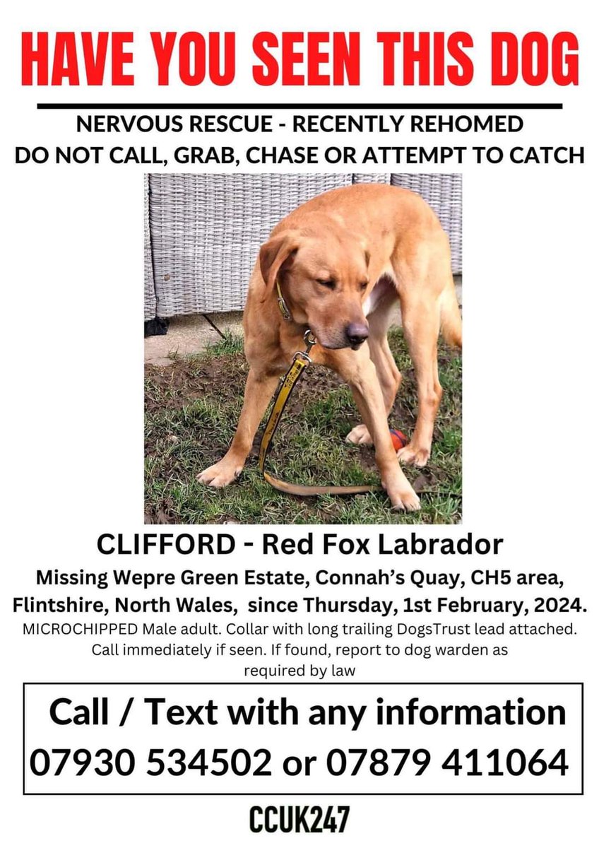 Clifford went missing wearing a YELLOW DOGS TRUST LEAD AND COLLAR, note the lead is discoloured where it drags on the floor. Please look out for either of these across the area. Any information please call / message: 07930 534502 or 07879 411064.