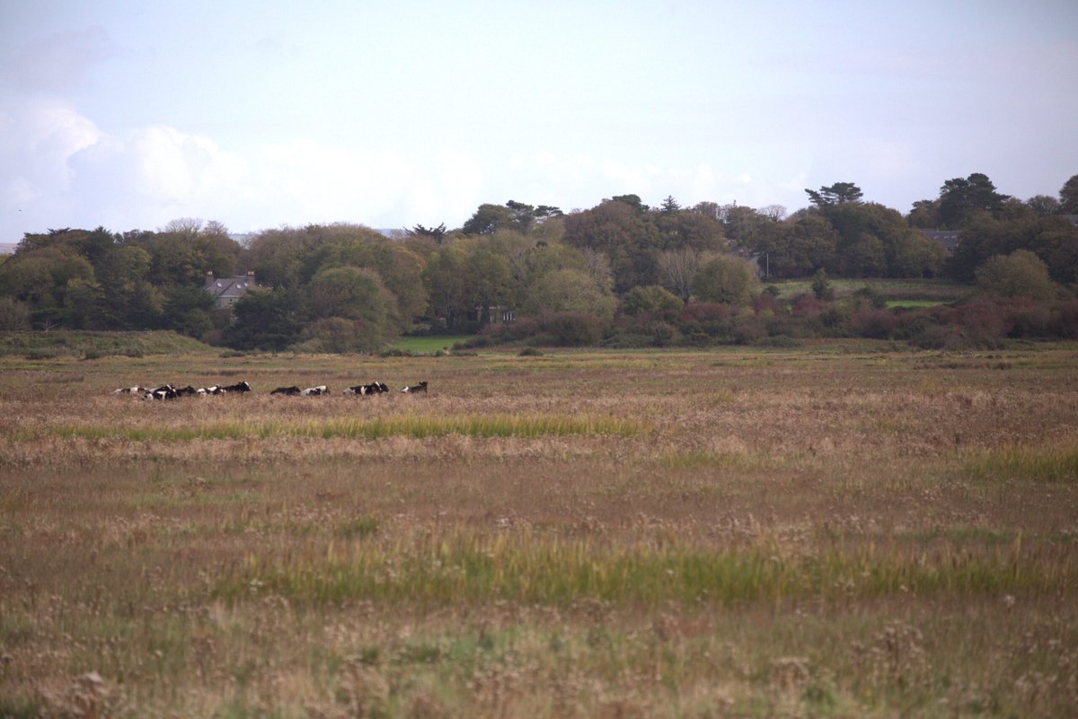 What a beautiful day on the bog! Does anyone know some of the benefits of bogs and wetlands to society and the farm?

#acres
