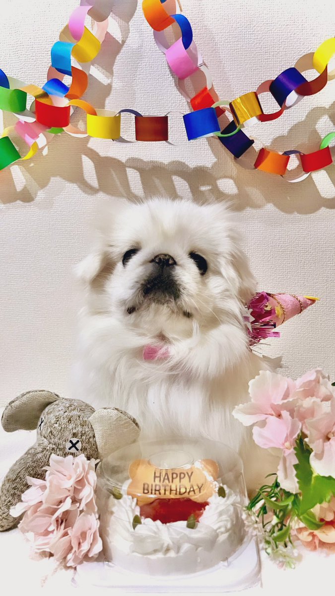 iPhone73177771's tweet photo. 2歳になりました🥰
これからも元気で長生きしようね💕︎
 #ペキニーズ  #愛犬  #誕生日おめでとう   #おもち  #可愛い  #大好き  #2歳  #いちごけーき  #いぬとの暮らし https://t.co/ScXPmLhRNa