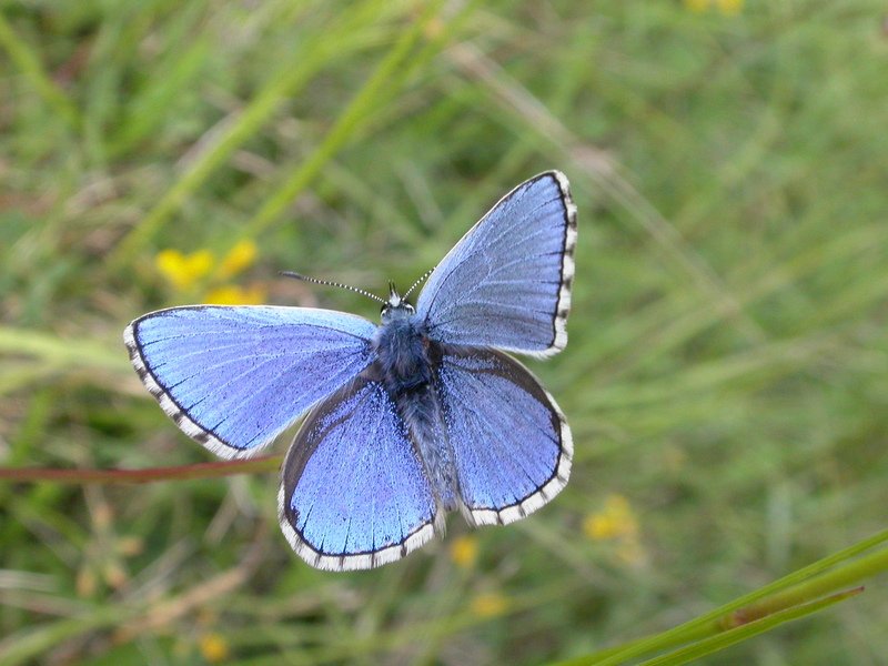 Relationships in nature are complex & fascinating. The connection between blue butterflies & ants for example. Find out more about what 'species recovery' might mean in this blog by Matt Phelps sussexwildlifetrust.org.uk/news/species-r… 📷Nick Upton & Graeme Lyons