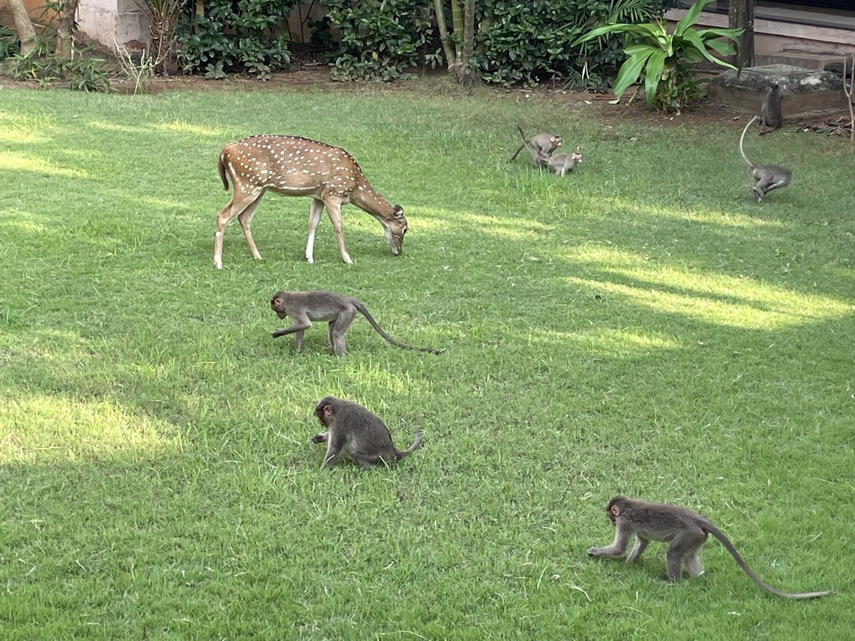 Great to see they are enjoying each other’s company. Picture captured today at IITM, lawn of Taramani guest house.