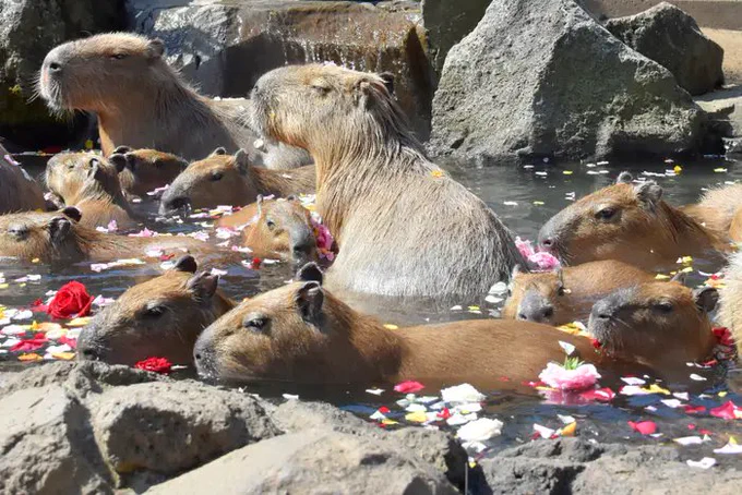 【風呂好き】各地の動物園で行われた『第12回カピバラの長風呂対決』優勝カピバラ決定!! 記録はなんと…2時間53分!?   風呂好き自慢のカピバラたちが対決。最下位はわずか「26秒」