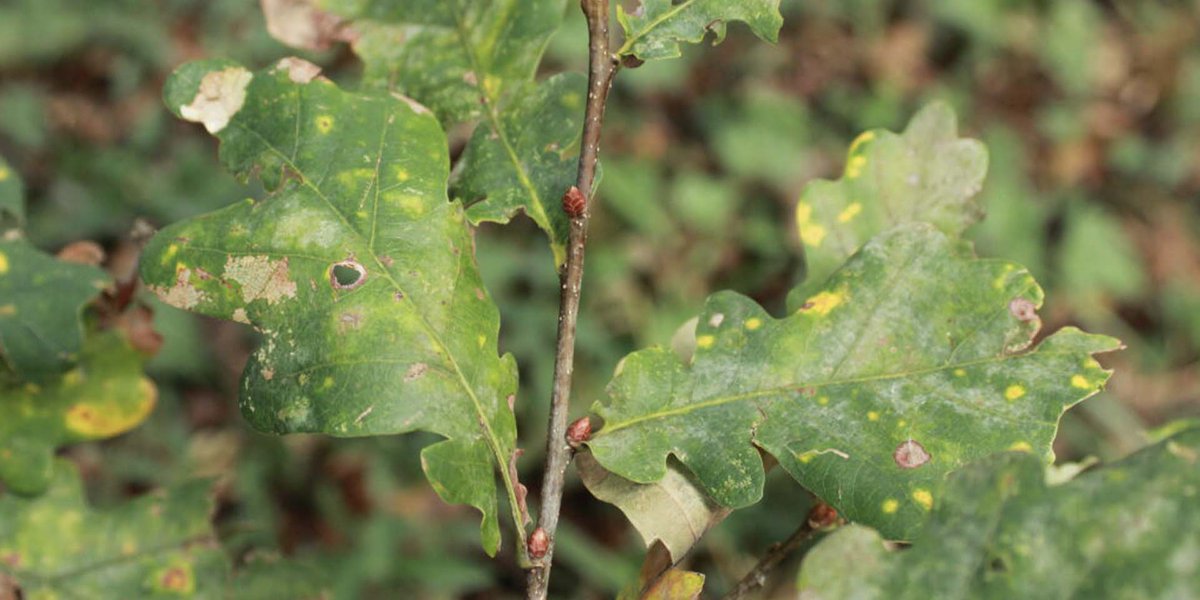 unipv's tweet photo. Si è concluso il progetto di ricerca "ResQ" @ProgettoQ sul deperimento della quercia nei boschi planiziali, cofinanziato da @RegLombardia, che ha visto coinvolti #unipv @UniBasilicata e @CNRsocial_ di Firenze. Cosa si è scoperto? Scoprilo al link ➡️ https://t.co/bcn8SOpciQ https://t.co/8u4vu7dW8E