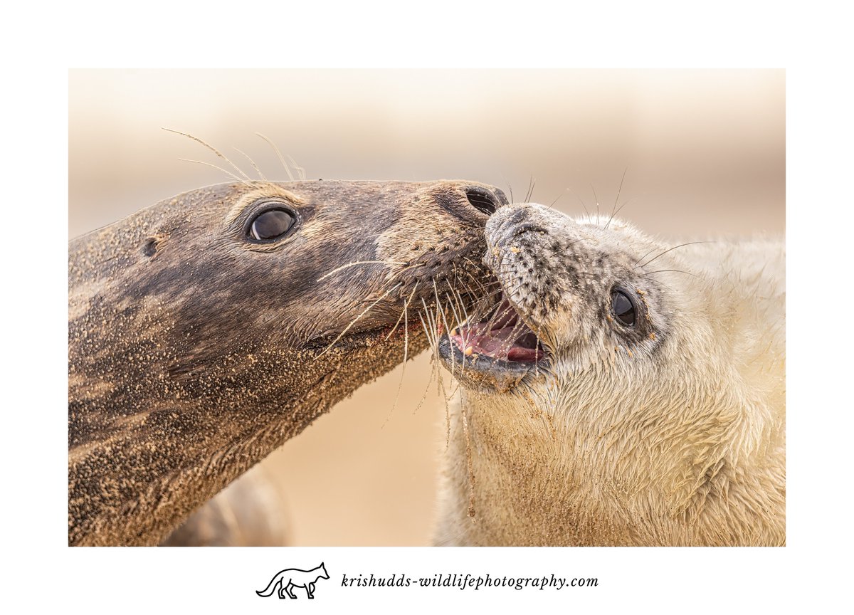 Motherly Love. #GreySeal #seal #wildlife #wildlifephotography #BBCWildlifePOTD @CanonUKandIE @BBCEarth