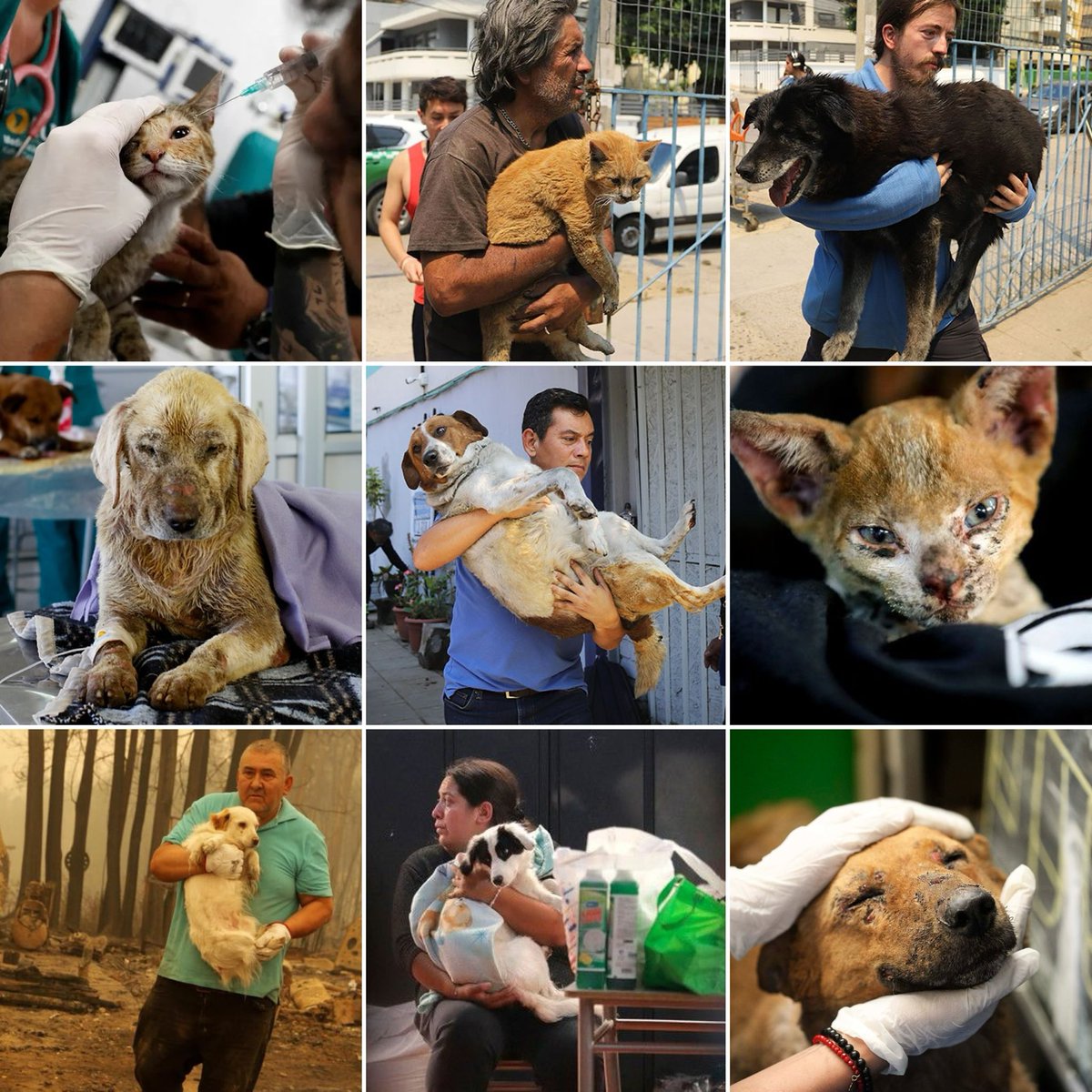 evelynmatthei's tweet photo. Salvar animales cuando lo has perdido todo, es de una nobleza absoluta. No puedo quedar ajena a todas las fotos que se han publicado en internet, donde cientos de personas buscan, rescatan y atienden a mascotas afectadas por los incendios. Frente a tanta adversidad valoro el nivel de humanidad de todas estas personas que solo los mueve el amor por los animales ❤️