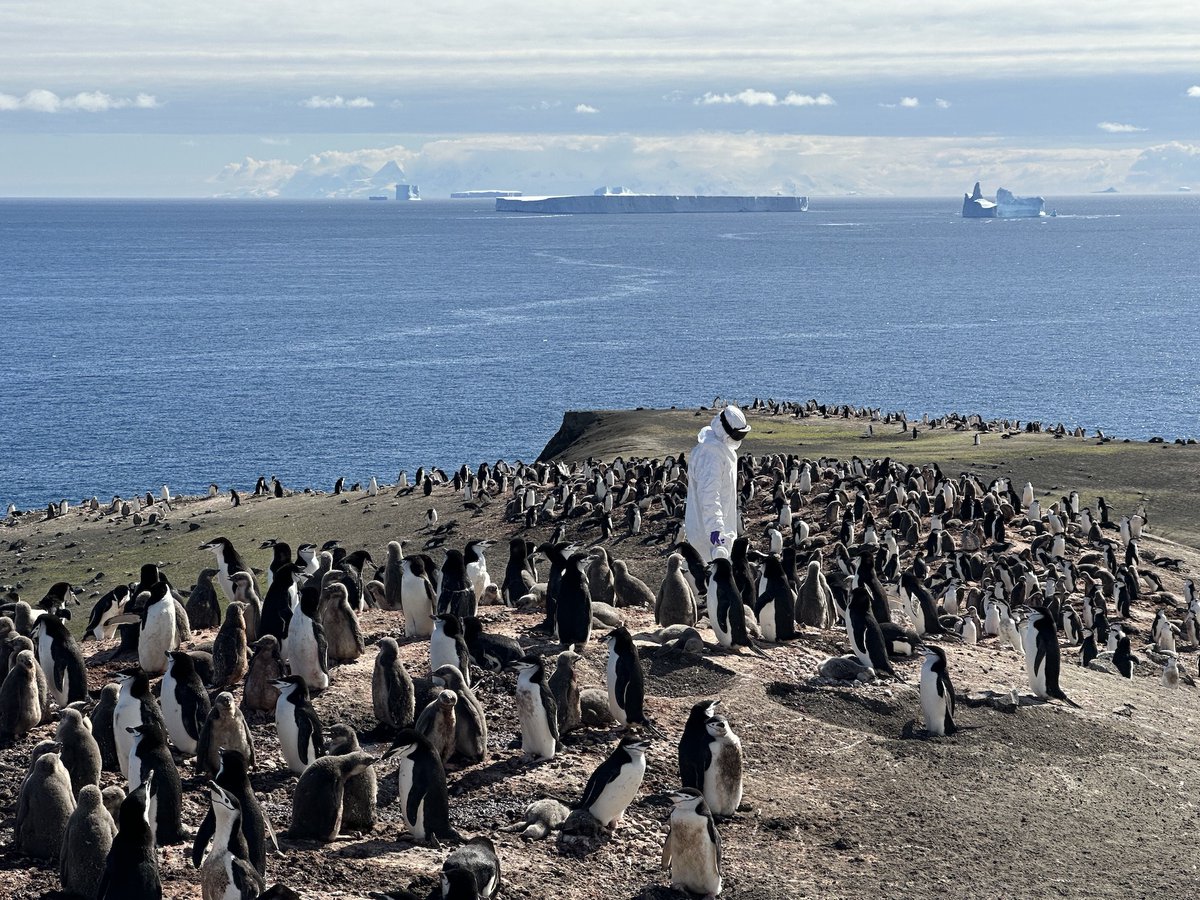 iviromics's tweet image. We have monitored the presence of avian #influenza of high pathogenicity H5N1 in penguin colony of Deception Island #Antarctica for a month. Interestingly we detected penguins infected with seasonal low pathogenicity avian influenza but not with H5N1 virus Good news! @CSIC