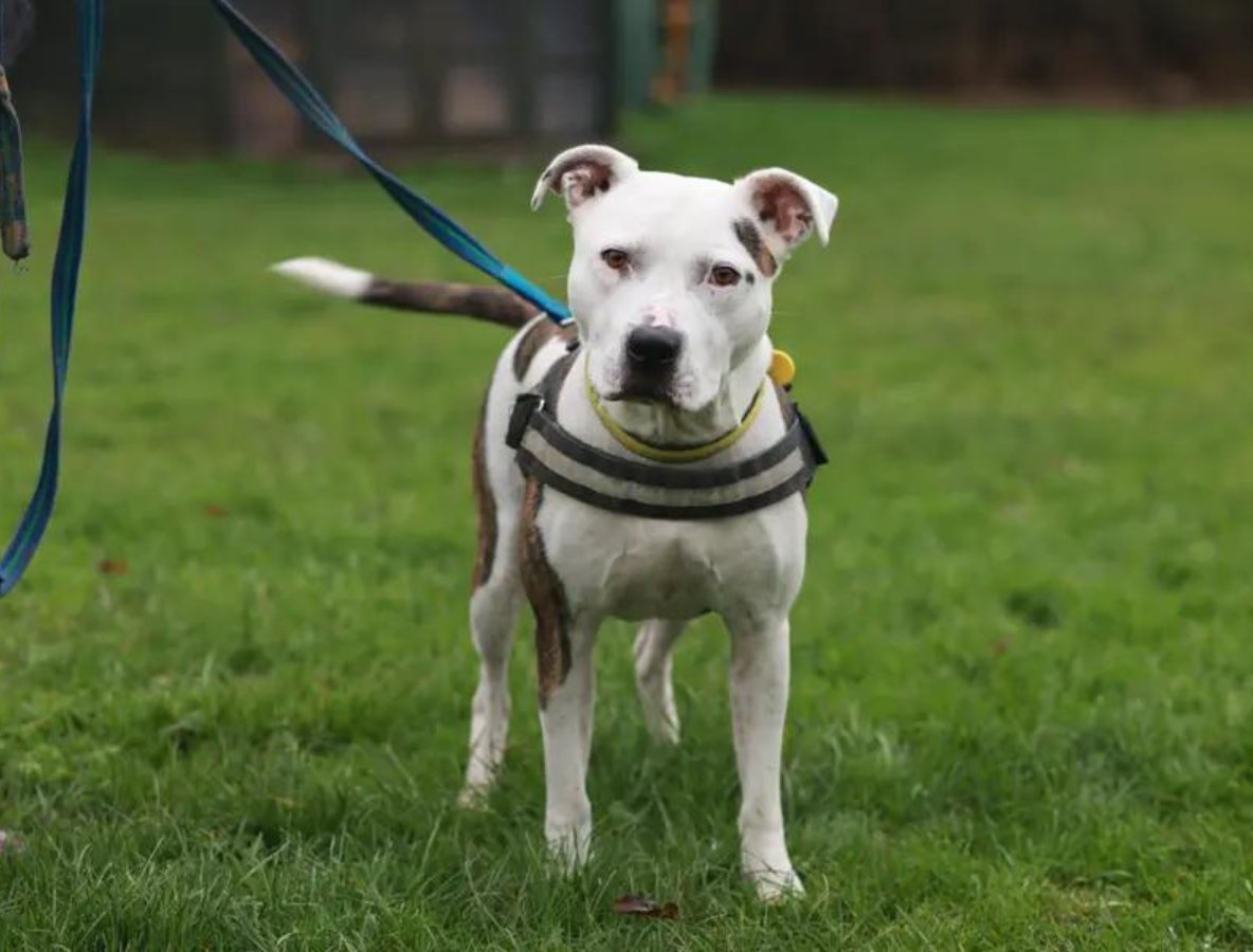 Dogs Trust 💛🐶 tweet media