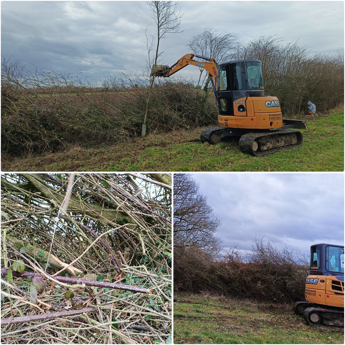 A hybrid of #conservation hedgelaying & coppicing - mechanical laying involves part cutting of the stem with the digger doing the heavy work to push the brash over. The new shoots are then protected from deer & hare & the hedge still blossoms with flowers & fruit in Spring.