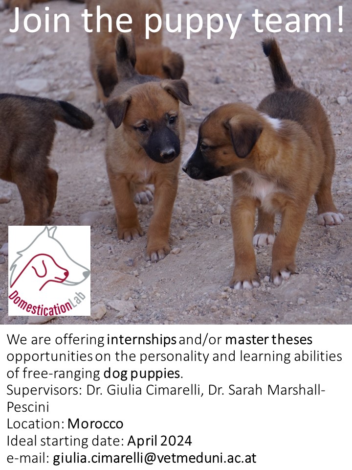 🚨🚨If you are looking for a master thesis internship in a wonderful sunny country🌅, with an amazing team🤸, conducting cutting-edge science📹, where you get to 'play' with dog puppies🐶🐶, this is for you! Continuously accepted applications, first available places in April 2024