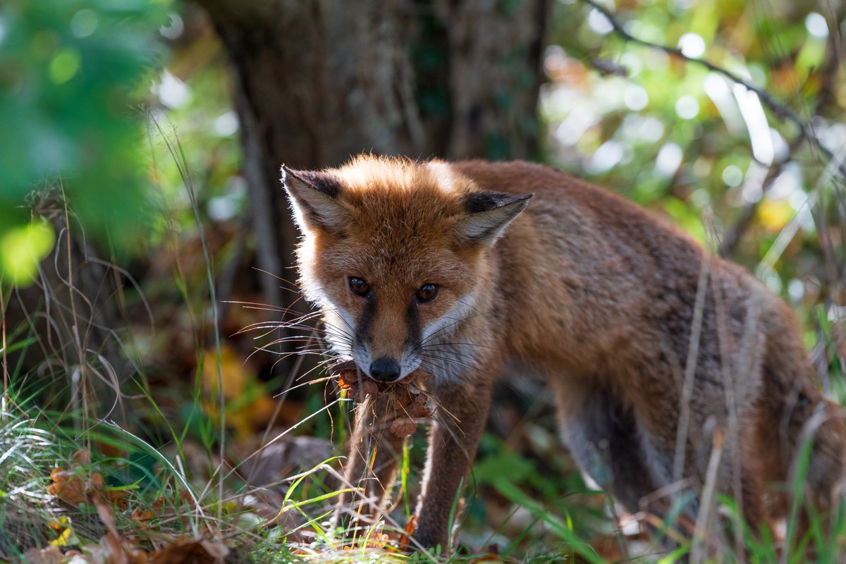 Whiskers
@UKNikon @NikonEurope #FoxOfTheDay 
#Foxcub #wild #NaturePhotography #TwitterNaturePhotography #winterwatch