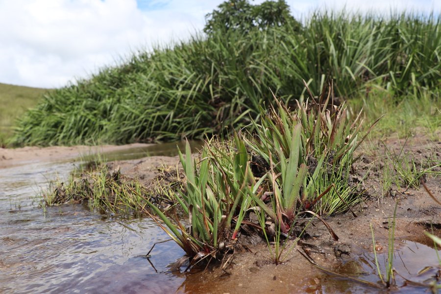 SANBI_ZA's tweet image. What is so special about wetland plants? 
The vegetation of a wetland is of vital importance and it forms part of a food web that embraces all levels of animal and human life. The high fertility and the rich supply of water enable these plants to be highly productive